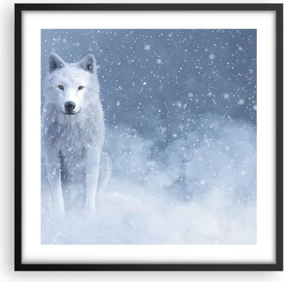 Produktbild von Gerahmtes Poster - Schwarzer Rahmen - Weiß Wolf Schnee - 50x50 cm - Wand Bild - Wanddeko - Wandbilder - Kunstposter - Wandposter - Bilderrahmen - Bilder - Kunstdruck - Wanddekoration - P2BAC50x50-5006