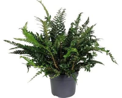 Obrázek produktu pro Kapradina FloraSelf Polystichum neolobatum květináč Ø 19 cm