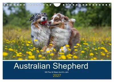 Produktbild von Australian Shepherd 2027 (Wandkalender 2027 DIN A4 quer), CALVENDO Monatskalender