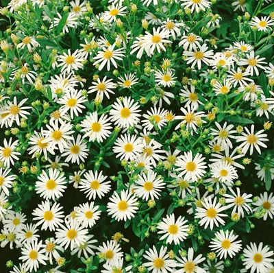 Produktbild von Aster ageratoides 'Starshine', Herbstaster, weiß, ca. 9x9 cm Topf