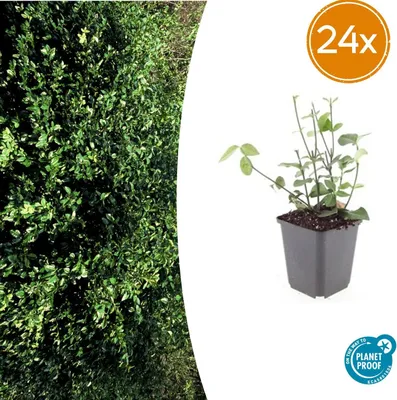 Productafbeelding van Euonymus fort. 'Coloratus' | 24 stuks - 10-25cm - Ø9cm - Tuinplant