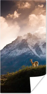 Produktbild von MuchoWow® Poster Alpaka - Licht - Wolken 75x150 cm - Dekoration für die Wände