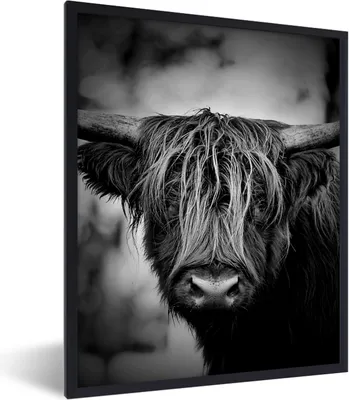 Produktbild von MuchoWow® Gerahmtes Poster Schottischer Hochländer - Licht - Porträt - Natur 60x80 cm - Poster mit Schwarzem Bilderrahmen Wandposter Rahmen Foto Bilder - Premium - Wanddeko Wohnzimmer