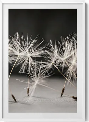 Produktbild von Zarte Pollen eines Löwenzahns– Wandbild mit Rahmen – Gerahmtes Bild  – Wanddekoration – 70x100 cm –  Weiß Rahmen
