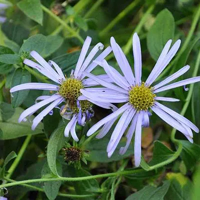 Produktbild von 6 x Frikarts Aster  - Aster frikartii 'Moench'  | Topf 9cm x 9cm