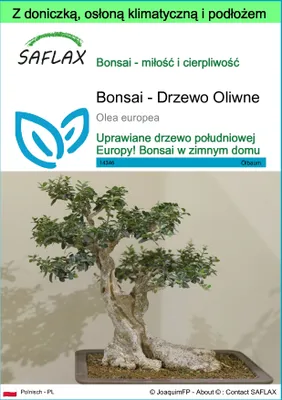 Zdjęcie produktu dla SAFLAX - Garden to go - Bonsai - Drzewo Oliwne - 20 Nasiona - Z doniczką, pokrywą klimatyczną i podłożem do uprawy - Olea europea