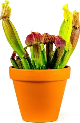Obrázok produktu pre Gardners Sarracenia mix, priemer 6 cm