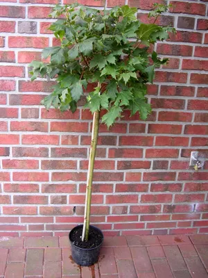 Produktbild von Acer platanoides Globosum, Kugelahorn, Ahorn Hochstamm, Höhe: 170-180 cm, Stammhöhe: 125 cm