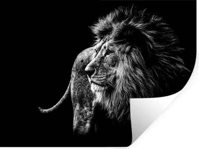 Produktbild von MuchoWow® Wandtattoo Wandsticker Wandaufkleber Tiere - Wild - Löwe - Schwarz - Weiß 160x120 cm Selbstklebend und Repositionierbar - Selbstklebend - Fototapeten