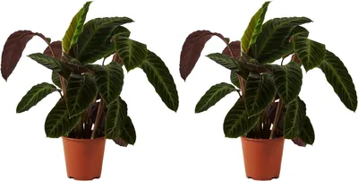 Productafbeelding van Calathea Warscewiczii Planten - Peacock Plant Vrede Plant - Binnen Planten Verfraaien - Luchtzuiverend Dier Diervriendelijk - 50-70 cm Hoog