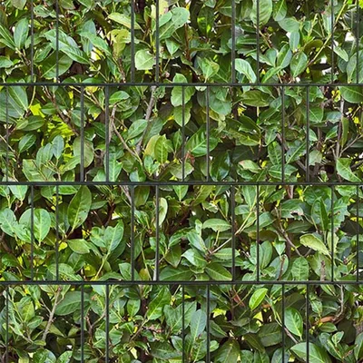 Produktbild von Bedruckter Sichtschutz KIRSCHLORBEER Zaun Sichtschutzstreifen 2,5m x 2,0m
