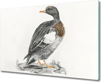 Produktbild von Coloray Hackbrett Kochplattenabdeckung Herdabdeckplatte 80x52 cm Schneidebrett Küchenbrett - Tier Vogel Ente