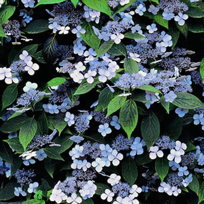 Obrázok produktu pre 2 x  Hortenzie  - Hydrangea serrata 'Bluebird'  | 25-30 cm v kontajneri