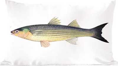 Produktbild von MuchoWow® Zierkissen Sofakissen Wohnzimmer Dekokissen 50x30 cm Fisch - Realismus - Goldschmied - Wohnzimmerdekoration - Polster mit Photo