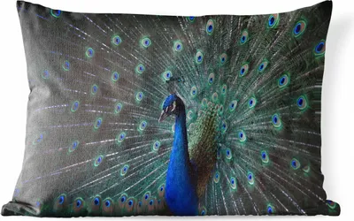 Produktbild von MuchoWow® Outdoor Kissen - Pfau - Federn - Farben - 50x30 cm - Wetterfest - Lounge Kissen - Sofa kissen - Wohnzimmer Dekoration