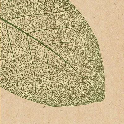 Produktbild von Braun & Company Servietten natur 33 x 33 cm - 20er Pack