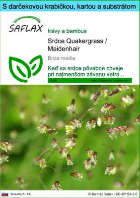 Obrázok produktu pre SAFLAX Darčeková sada - Srdce Quakergrass / Maidenhair - Briza media - 75 Semená - S darčekovou krabičkou, prepravným štítkom, darčekovou kartou a pestovateľským médiom