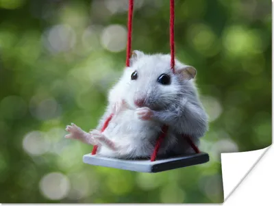Produktbild von MuchoWow® Poster Hamster auf einer kleinen Schaukel 120x90 cm - Wandbild