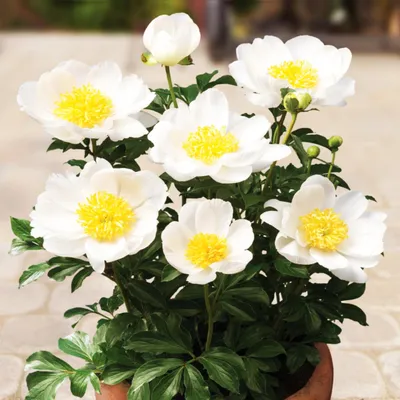 Zdjęcie produktu dla Piwonia sadzonka Patio Dublin 1 szt Paeonia Piwonie Sadzonki Pachnąca