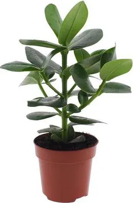 Immagine prodotto di Clusia rosea Princess, mela balsamica, Ø 12 cm x 15 cm, pianta da appartamento con decorazioni lucide