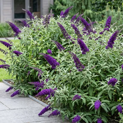 Produktbild von GreenboutiQ -  Schmetterlingsflieder Winterhart - Buddleja davidii Empire Blue - Blüte Blau - 1 Pflanze - Laubabwerfend - Schmetterlingsanziehend - Topf 17cm Höhe 25cm
