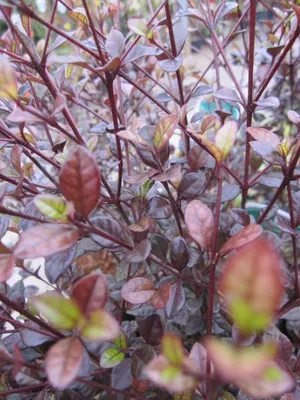 Produktbild von Schopfmyrthe Purpurea - Lophomyrtus x ralphii - 30-40cm
