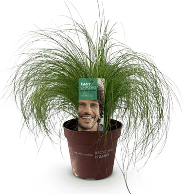 Obrázek produktu pro Okrasná tráva Stipa tenuifolia (Pony Tails) - vždyzelená a mrazuvzdorná - výška