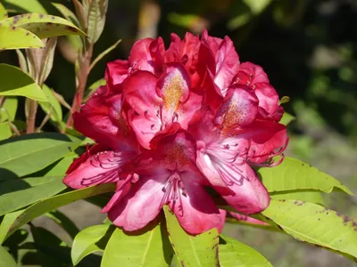 Produktbild von Rhododendron Hybride Junifeuer - Grossblumige Alpenrose 30 - 40 cm