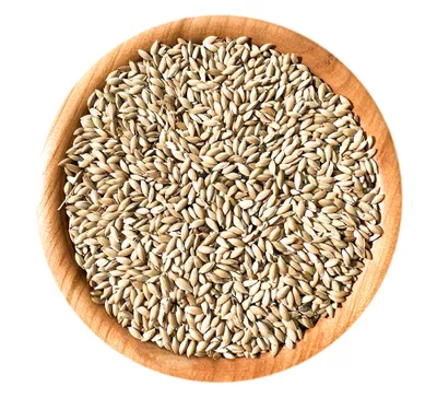 Produktbild von 25 kg. Boill Kanariensaat - Einzelfuttermittel direkt vom Hersteller