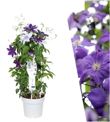Image de Plants by Frank | 1 Mélange de Clématites | Clematis 'Masa' et Clematis 'Bernadine' | Vivace Rustique | Clématite | Plante de Jardin