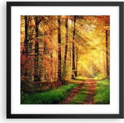 Produktbild von Gerahmtes Poster - Schwarzer Rahmen - Wald Baum Natur - 40x40 cm - Wand Bild - Wanddeko - Wandbilder - Kunstposter - Wandposter - Bilderrahmen - Bilder - Kunstdruck - Wandbild - P2BAC40x40-3718