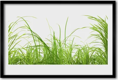 Produktbild von Bild 60x40 MDF-Rahmen Wandkunst Gras Natur Pflanze