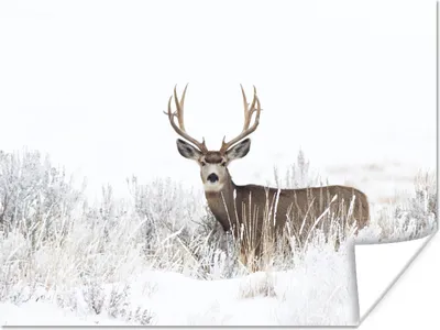 Produktbild von MuchoWow® Poster Hirsche - Winter - Schnee - Tiere - Jahreszeiten - Weiß 160x120 cm - Foto Plakat