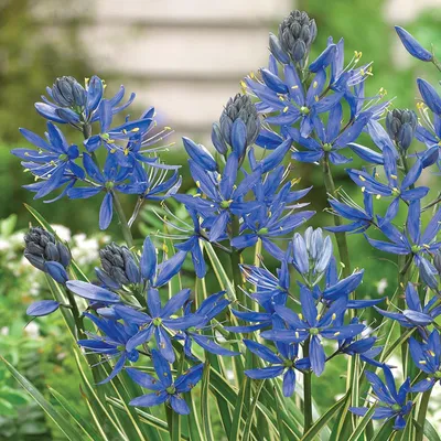 Obrázok produktu pre Camassia Kvety Cibuľky Cibuľky Kamasja Orion 10 ks.