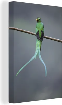 Obrázok produktu pre OneMillionCanvasses® - Obraz na plátne - 90x140 cm, Quetzal v lesoch Kostariky, nástenná umelecká dekorácia - fotografia na plátne - maľba na drevenom ráme - dekorácia na stenu - spálňa