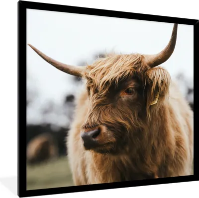 Produktbild von MuchoWow® Gerahmtes Poster Schottischer Highlander - Tiere - Hörner 40x40 cm - Poster mit Schwarzem Bilderrahmen Wandposter Rahmen Foto Bilder - Mit Rahmen - Wanddekoration Schlafzimmer