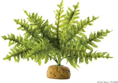 Obrázek produktu pro Hagen Exo Terra Boston Fern, S