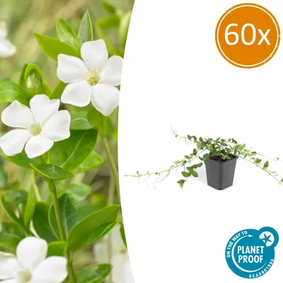 Zdjęcie produktu dla Vinca minor 'Alba' | 60 sztuk - 10-25cm - Ø9cm - Roślina ogrodowa