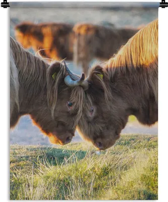 Produktbild von MuchoWow® Wandteppich Wandbehang Schottische Highlander - Tiere - Sonne 90x120 cm Tapisserie Dekoration Wandtuch - Wanddeko