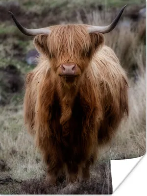 Produktbild von MuchoWow® Poster Schottischer Hochländer - Moos - Gras 90x120 cm - Wohnzimmer