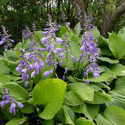 Immagine prodotto di 6 x *Hartlelie ventricosa* - *Hosta ventricosa* | Vaso da 9 cm x 9 cm