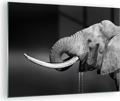 Produktbild von Bilder auf glas - Elefant Stoßzahn Natur - 70x50cm - Glasbilder - Wandbilder - Kunstdruck - zum Aufhängen bereit - Wanddekoration aus Glas - Glas Bilder - Wandbild auf Glas - Einteilig - GAA70x50-3443