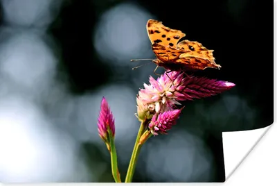 Produktbild von MuchoWow® Poster Schmetterling - Blumen - Insekten 90x60 cm - Schlafzimmer