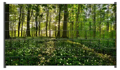 Produktbild von Wallario Zaunsichtschutz mit Motiv Waldanemonen und Sonnenstrahlen im Wald für Ein- und Doppelstabmatten Zäune in der Größe 250 x 140 cm