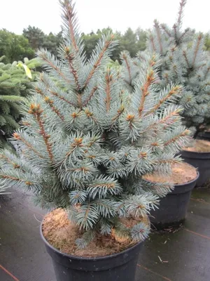 Produktbild von Picea pungens Jozsa - Blaufichte Jozsa - 25-30