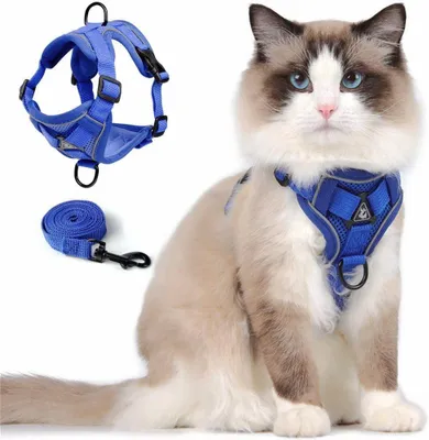 Katzenhalsband und Leine, ausbruchsicher, verstellbar, M, Blau