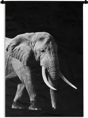 Produktbild von MuchoWow® Wandteppich Wandbehang Elefant mit langen Reißzähnen auf schwarzem Hintergrund - schwarz und weiß 60x90 cm Tapisserie Dekoration Wandtuch - Foto-Teppich - Abwaschbar