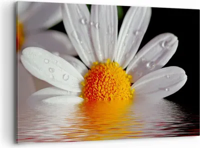 Produktbild von Bild auf Leinwand - Leinwandbild - Kraut Kamille Blume Wasser - 120x80cm - Wand Bild - Wanddeko - Leinwanddruck - Bilder - Kunstdruck - Wanddekoration - Leinwand bilder - Wandkunst - AA120x80-2282