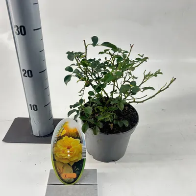 Produktbild von Rosa (T) 'Candella' ® - Rose | 15-20 cm im topf