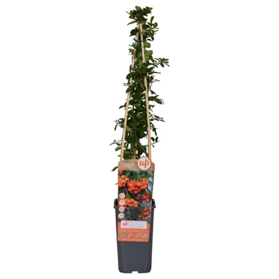 Produktbild von Feuerdorn 'Orange Glow' - Ø15cm - ↕65cm